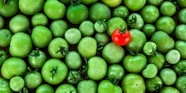 Green and red tomatoes among a cluster of green tomatoes, symbolising diversity in local produce and engagement in marketing strategies.